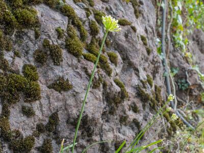 allium nigrum