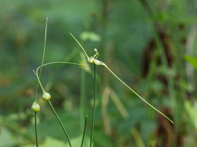 allium oleraceum