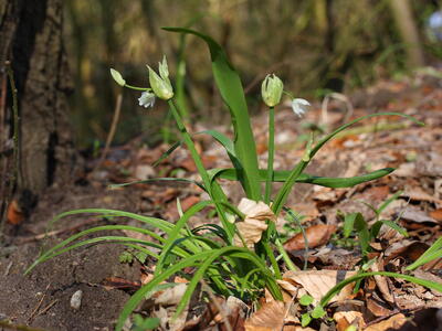 allium paradoxum