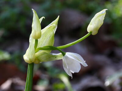 allium paradoxum detail