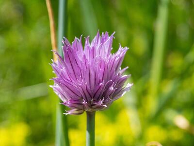 allium schoenoprasum var alpinum