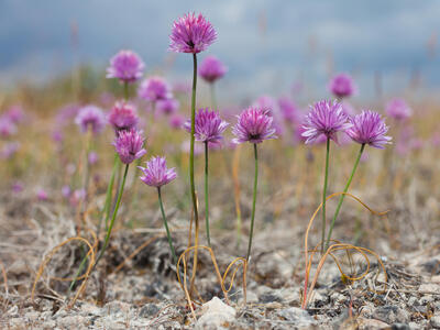 allium schoenoprasum var alvarense