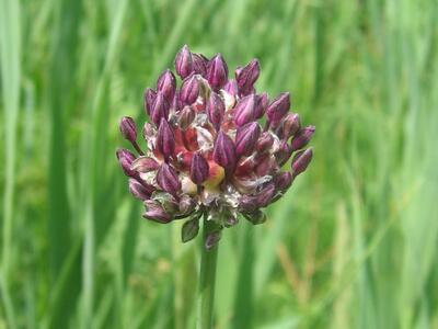 allium scorodoprasum