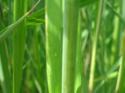 allium scorodoprasum blatt