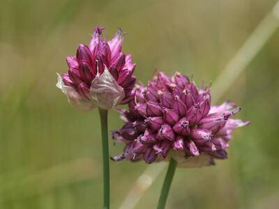 allium sphaerocephalon