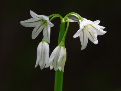 allium triquetrum detail