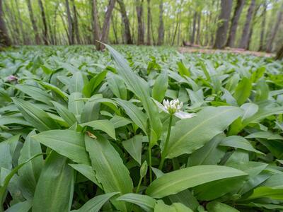 allium ursinum