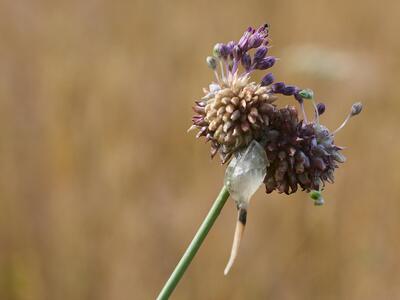 allium vineale