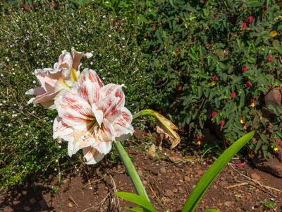 hippeastrum vittatum