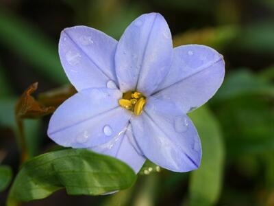 ipheion uniflorum