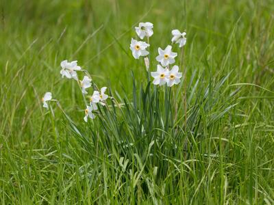 narcissus poeticus