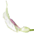 Araceae