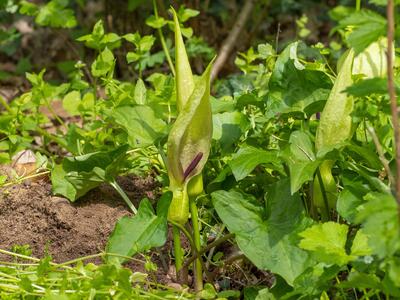 arum maculatum habitus