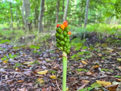 arum maculatum herbst