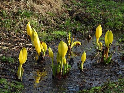 lysichiton americanus