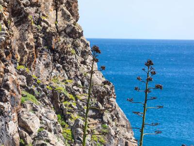agave americana