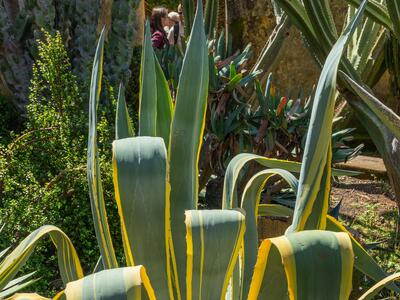 agave americana f marginata