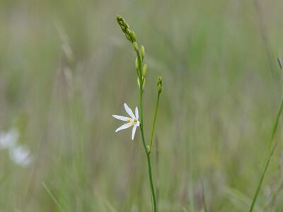 anthericum liliago