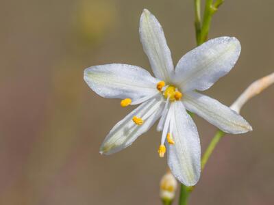 anthericum liliago detail