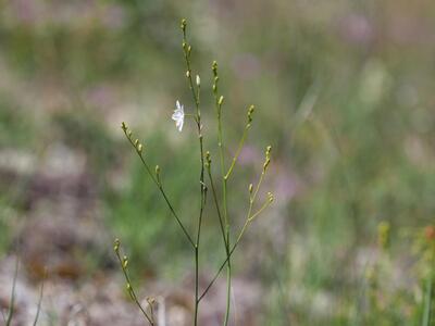 anthericum ramosum