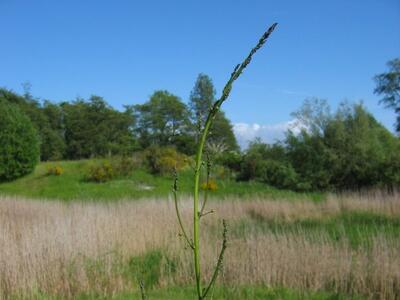 asparagus officinalis