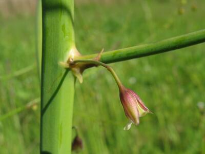 asparagus officinalis bluete