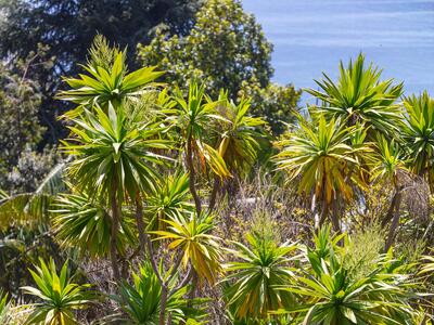 cordyline indivisa