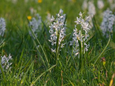 ornithogalum boucheanum