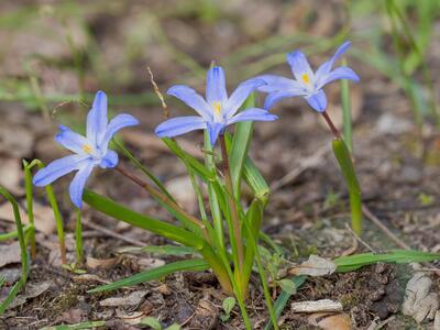 scilla forbesii