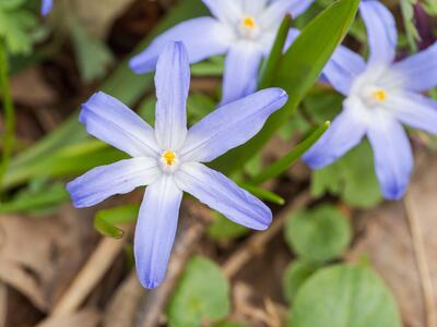 scilla forbesii bluete