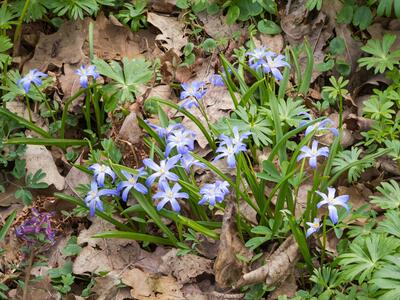 scilla forbesii habitus