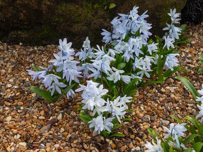 scilla mischtschenkoana