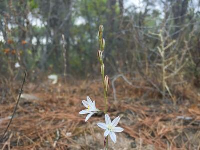 urginea fugax