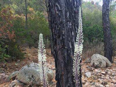 urginea maritima