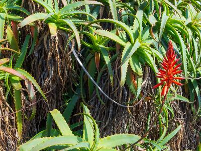 aloe arborescens