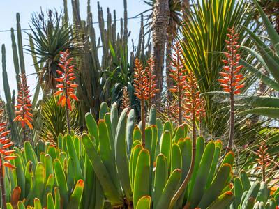 aloe plicatilis