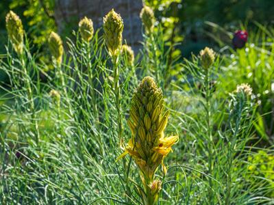 asphodeline lutea