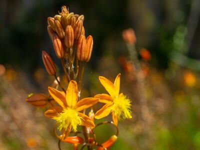 bulbine frutescens