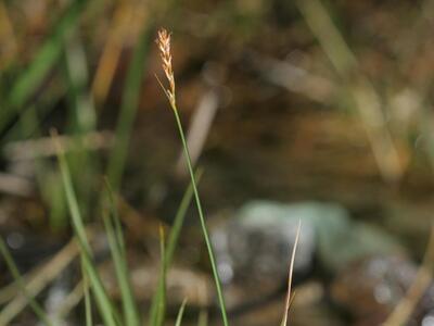 blysmus compressus habitus