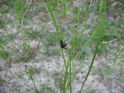 bolboschoenus maritimus