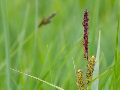 carex acutiformis