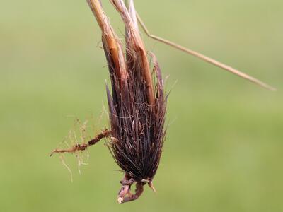 carex appropinquata faserschopf