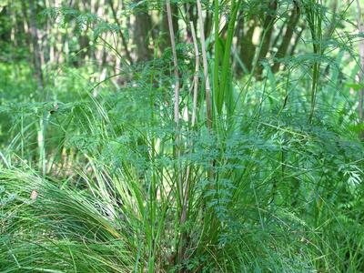 carex appropinquata habitus