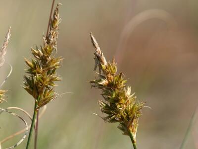 carex arenaria detail