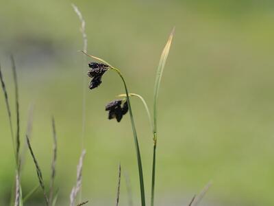 carex atrata