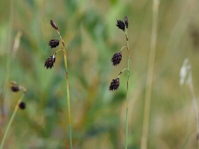 carex atrofusca