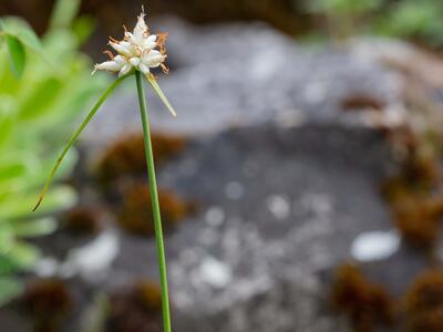 carex baldensis