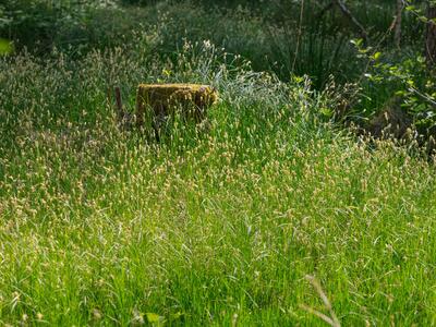 carex brizoides