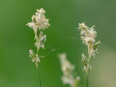 carex brizoides detail