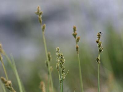 carex canescens